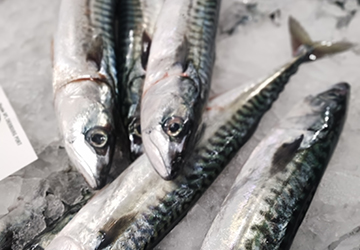 Poissons frais sur de la glace